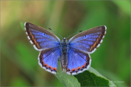 <p>MODRÁSEK JETELOVÝ (Polyommatus bellargus) jižní Morava - Poudřanská step --- /Adonis blue - Himmelblauer Bläuling/</p>